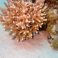 DSCF8458 koral a cernobile rybky